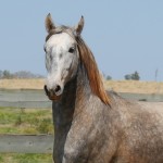 Sea Cloud Interagro, grey Purebred Lusitano for sale/Interagro Lusitanos