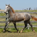 Sea Cloud Interagro, grey Purebred Lusitano for sale/Interagro Lusitanos