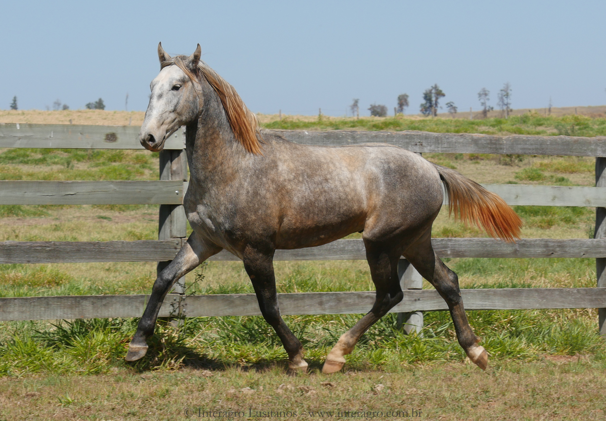 Sea Cloud Interagro, grey Purebred Lusitano for sale/Interagro Lusitanos
