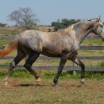 Sea Cloud Interagro, grey Purebred Lusitano for sale/Interagro Lusitanos