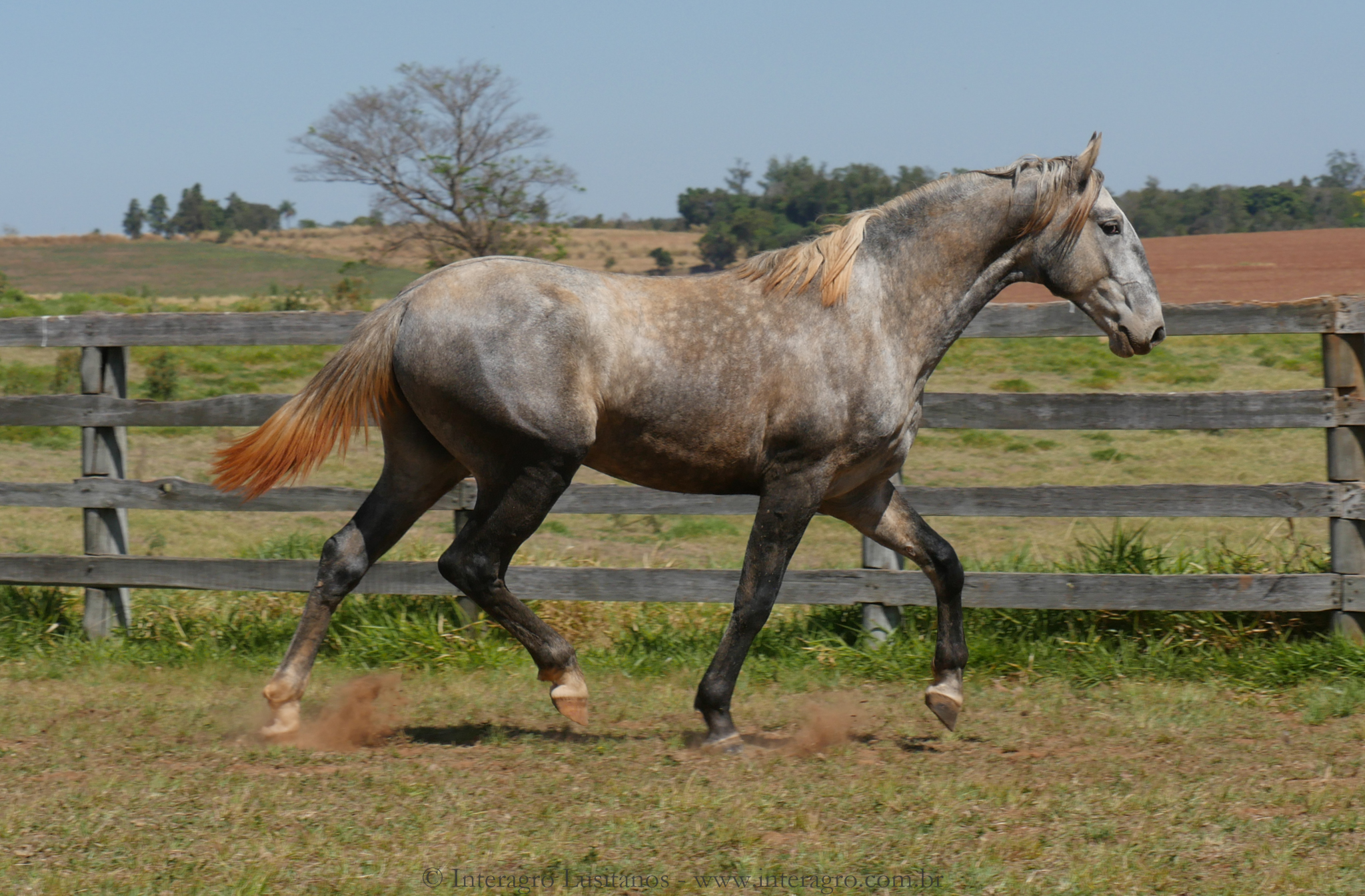 Sea Cloud Interagro, grey Purebred Lusitano for sale/Interagro Lusitanos