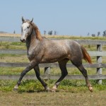 Sea Cloud Interagro, grey Purebred Lusitano for sale/Interagro Lusitanos