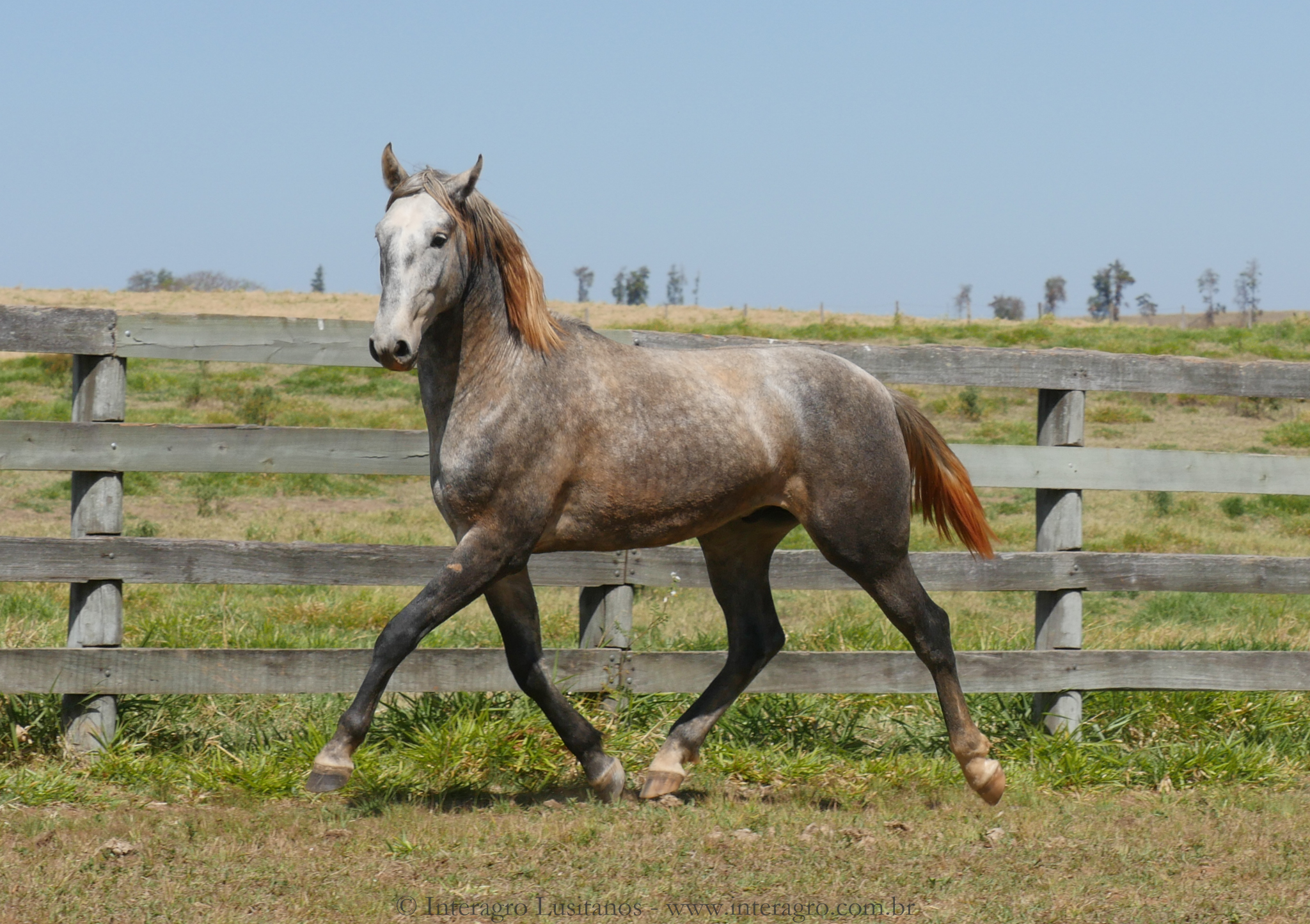 Sea Cloud Interagro, grey Purebred Lusitano for sale/Interagro Lusitanos