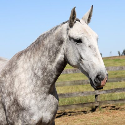 Sencilheira Interagro