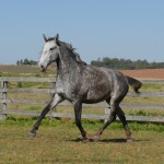 Sencilheira Interagro, grey Purebred Lusitano young mare for sale/Interagro Lusitanos