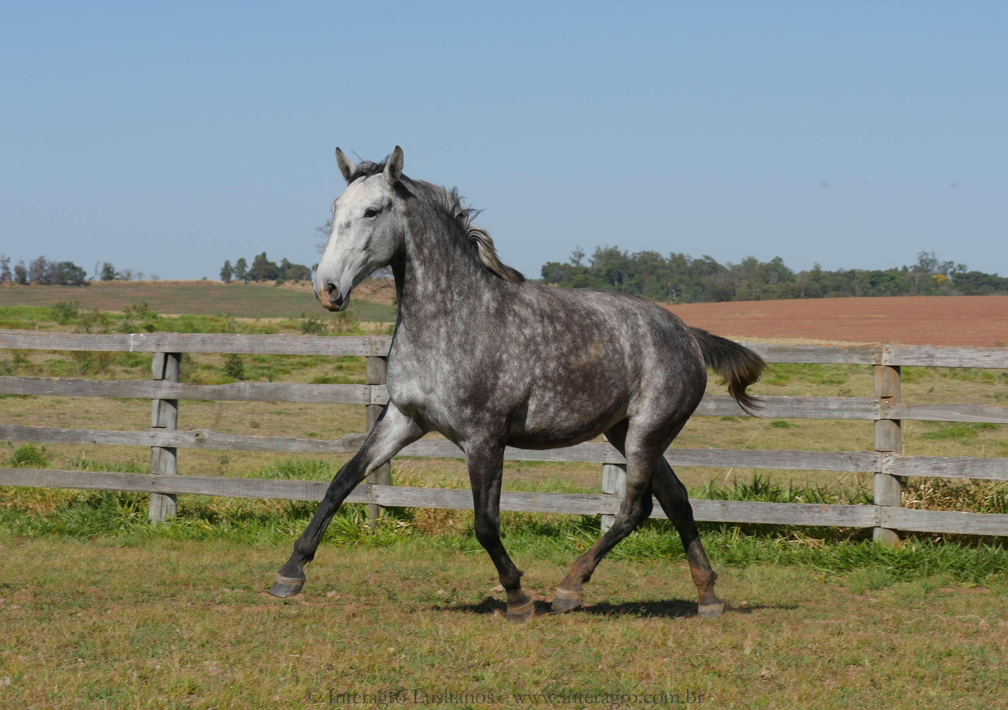 Sencilheira Interagro, grey Purebred Lusitano young mare for sale/Interagro Lusitanos