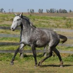 Sencilheira Interagro, grey Purebred Lusitano young mare for sale/Interagro Lusitanos