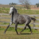 Sencilheira Interagro, grey Purebred Lusitano young mare for sale/Interagro Lusitanos