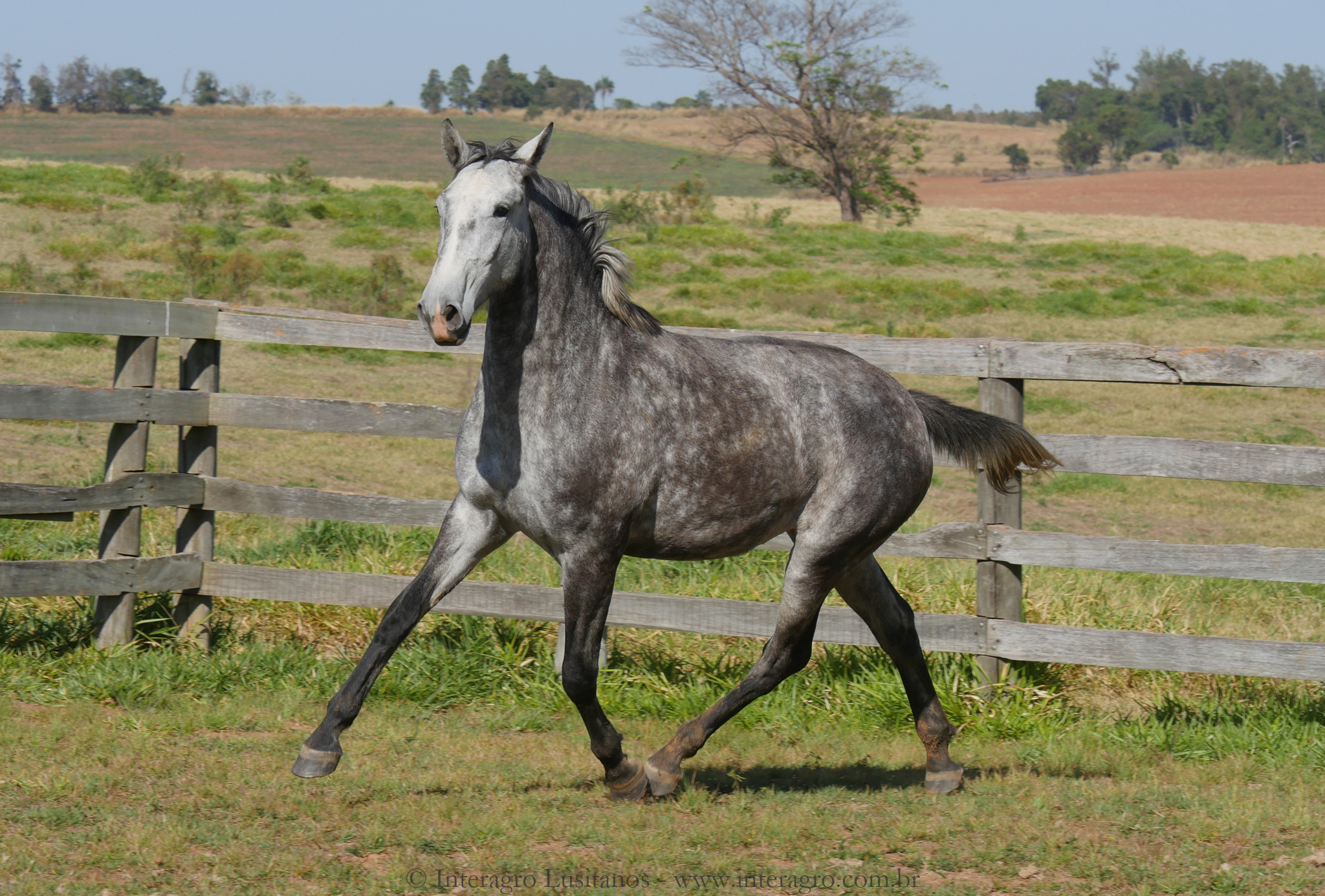 Sencilheira Interagro, grey Purebred Lusitano young mare for sale/Interagro Lusitanos