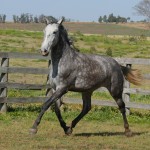 Sencilheira Interagro, grey Purebred Lusitano young mare for sale/Interagro Lusitanos