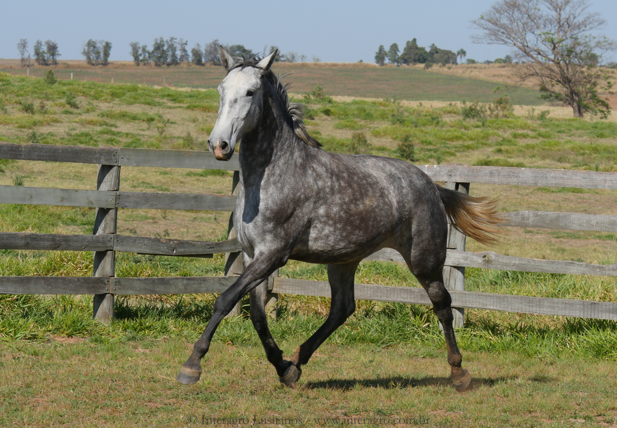 Sencilheira Interagro, grey Purebred Lusitano young mare for sale/Interagro Lusitanos