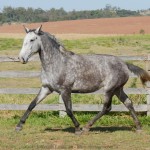 Sencilheira Interagro, grey Purebred Lusitano young mare for sale/Interagro Lusitanos
