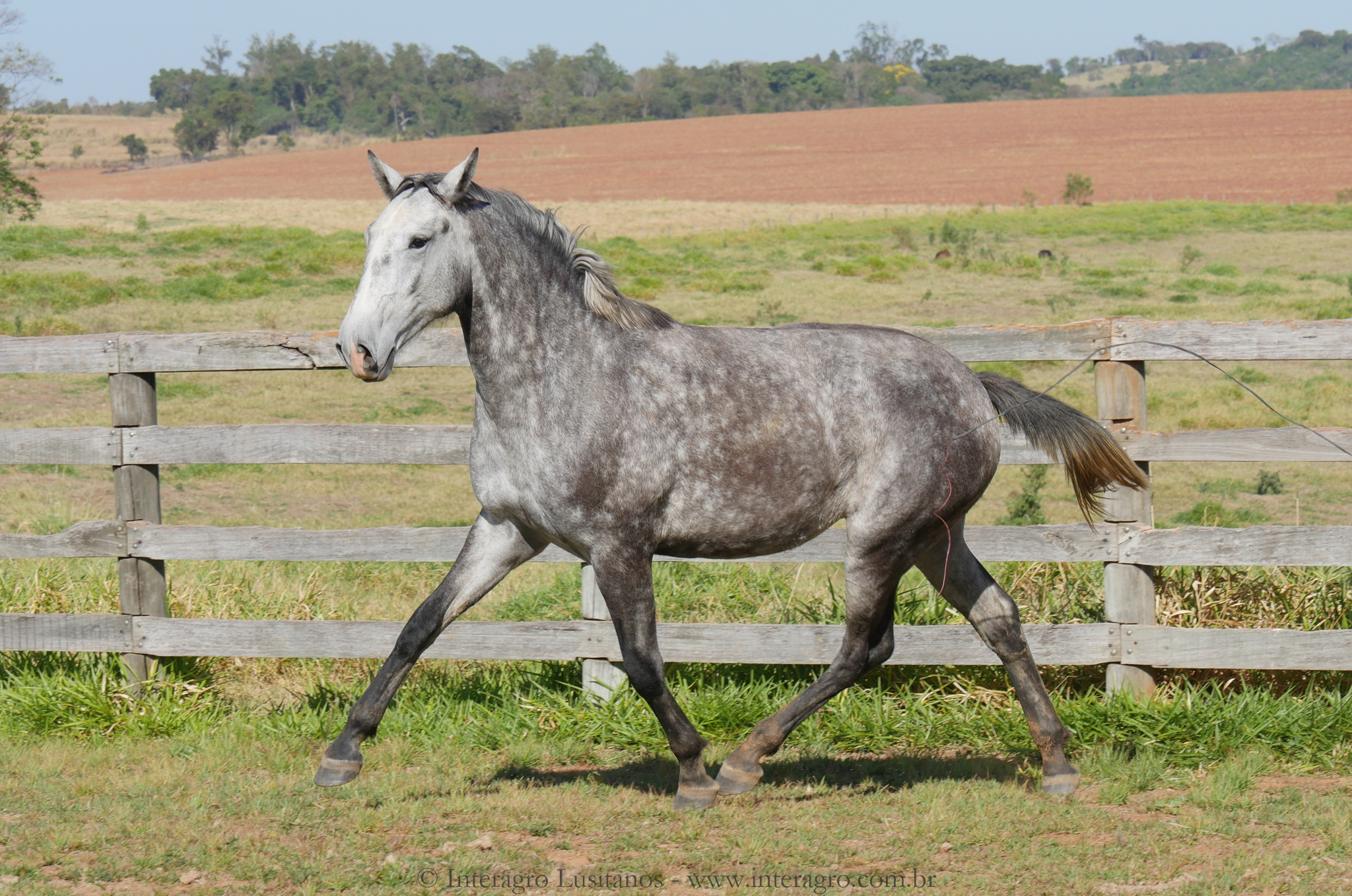 Sencilheira Interagro, grey Purebred Lusitano young mare for sale/Interagro Lusitanos