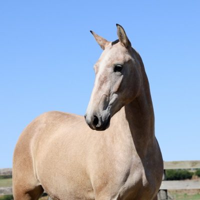 Seresteira Interagro