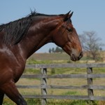 Solomon Interagro/Interagro Lusitanos