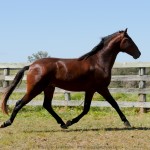 Solomon Interagro/Interagro Lusitanos