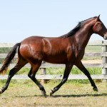 Solomon Interagro/Interagro Lusitanos