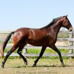 Solomon Interagro/Interagro Lusitanos