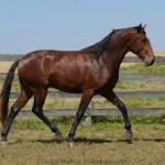 Solomon Interagro/Interagro Lusitanos