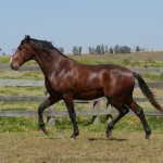 Solomon Interagro/Interagro Lusitanos