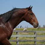 Solomon Interagro/Interagro Lusitanos