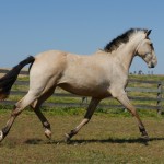 Sui Generis Interagro, buckskin Purebred Lusitano young mare for sale/Interagro Lusitanos