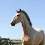 Sui Generis Interagro, buckskin Purebred Lusitano young mare for sale/Interagro Lusitanos