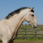 Sui Generis Interagro, buckskin Purebred Lusitano young mare for sale/Interagro Lusitanos