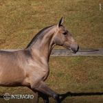 Tauromaquia Interagro, grey Purebred Lusitano filly sold at the 2023 Interagro Yearlings Collection/TUPA