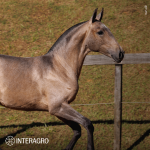 Tauromaquia Interagro, grey Purebred Lusitano filly sold at the 2023 Interagro Yearlings Collection/TUPA