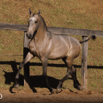Tauromaquia Interagro, grey Purebred Lusitano filly sold at the 2023 Interagro Yearlings Collection/TUPA