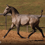 Tauromaquia Interagro, grey Purebred Lusitano filly sold at the 2023 Interagro Yearlings Collection/TUPA