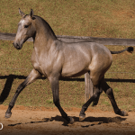 Tauromaquia Interagro, grey Purebred Lusitano filly sold at the 2023 Interagro Yearlings Collection/TUPA