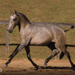 Tauromaquia Interagro, grey Purebred Lusitano filly sold at the 2023 Interagro Yearlings Collection/TUPA