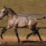 Tauromaquia Interagro, grey Purebred Lusitano filly sold at the 2023 Interagro Yearlings Collection/TUPA