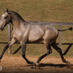 Tauromaquia Interagro, grey Purebred Lusitano filly sold at the 2023 Interagro Yearlings Collection/TUPA