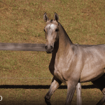Tauromaquia Interagro, grey Purebred Lusitano filly sold at the 2023 Interagro Yearlings Collection/TUPA