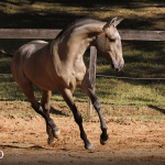Tauromaquia Interagro, grey Purebred Lusitano filly sold at the 2023 Interagro Yearlings Collection/TUPA