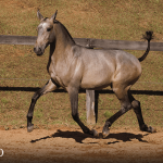 Tauromaquia Interagro, grey Purebred Lusitano filly sold at the 2023 Interagro Yearlings Collection/TUPA