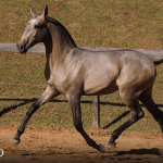 Tauromaquia Interagro, grey Purebred Lusitano filly sold at the 2023 Interagro Yearlings Collection/TUPA