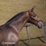 Tectônico Interagro, grey Purebred Lusitano foal offered at the 2023 Interagro Yearlings Collection/TUPA