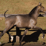 Tectônico Interagro, grey Purebred Lusitano foal offered at the 2023 Interagro Yearlings Collection/TUPA