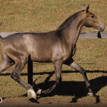 Tectônico Interagro, grey Purebred Lusitano foal offered at the 2023 Interagro Yearlings Collection/TUPA