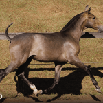 Tectônico Interagro, grey Purebred Lusitano foal offered at the 2023 Interagro Yearlings Collection/TUPA