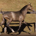 Tectônico Interagro, grey Purebred Lusitano foal offered at the 2023 Interagro Yearlings Collection/TUPA