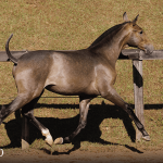 Tectônico Interagro, grey Purebred Lusitano foal offered at the 2023 Interagro Yearlings Collection/TUPA