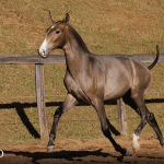 Tectônico Interagro, grey Purebred Lusitano foal offered at the 2023 Interagro Yearlings Collection/TUPA