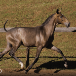 Tectônico Interagro, grey Purebred Lusitano foal offered at the 2023 Interagro Yearlings Collection/TUPA