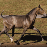 Tectônico Interagro, grey Purebred Lusitano foal offered at the 2023 Interagro Yearlings Collection/TUPA