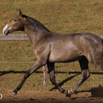 Tectônico Interagro, grey Purebred Lusitano foal offered at the 2023 Interagro Yearlings Collection/TUPA